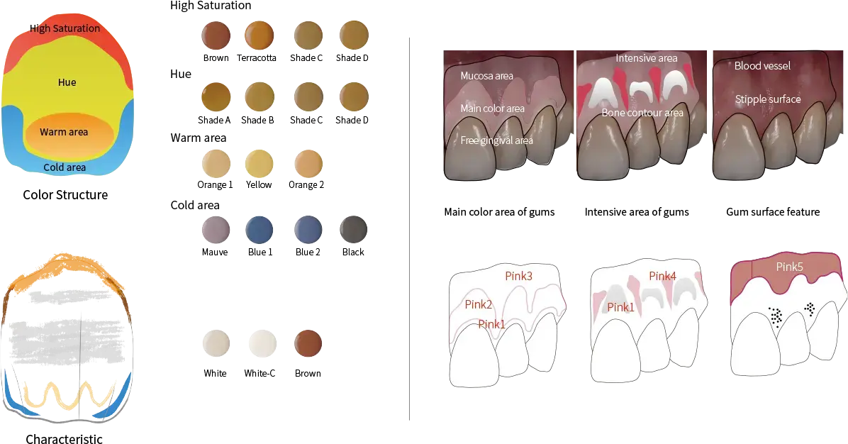 Aidite Biomic Gum Paste Refills 4gr - RMH3 Digital by RMH3 Dental