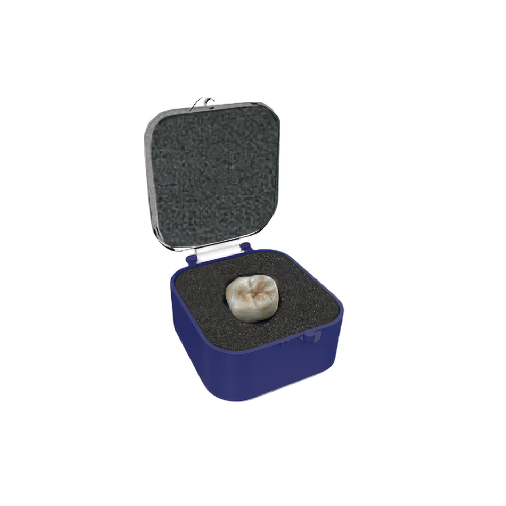 Harvest Dental 1" Rigid Crown Box (Rounded) Dark Blue/Clear with Charcoal Grey Pre-Packed Foam Crown & Bridge 1000/Carton