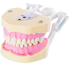 Jaw Study Model with 28 Screw-In Teeth, AG3 Compatible