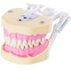 Jaw Study Model with 28 Screw-In Teeth, AG3 Compatible