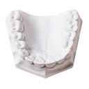Whip Mix Orthodontic Stone White ISO Type 3 Dental Gypsum 33 lb / 15 kg thumbnail 2