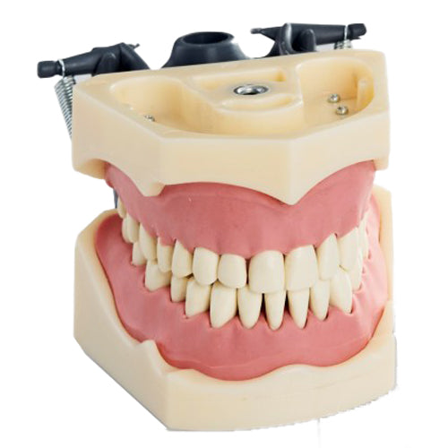 RMH3 Dental Supply Jaw Study Model (32), Columbia Compatible