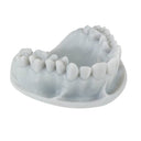 Keystone KeyOrthoModel 1kg thumbnail 2